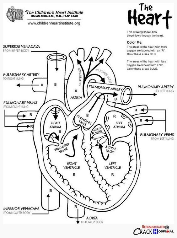 The Heart Internal Anatomy Worksheet Anatomy Worksheets