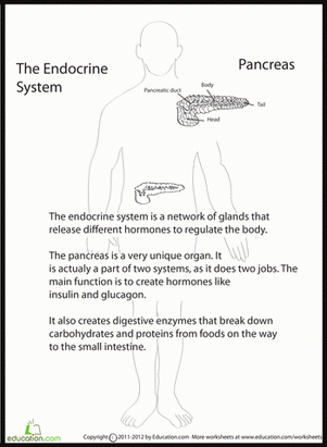 The Human Anatomy 5th Grade Worksheets Education
