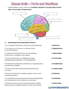 The Human Brain Printable Worksheets Printable Worksheets