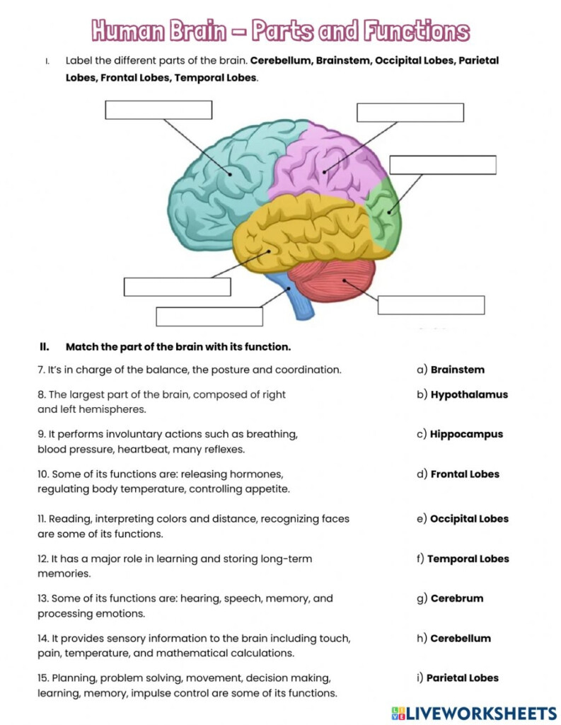 The Human Brain Printable Worksheets Printable Worksheets