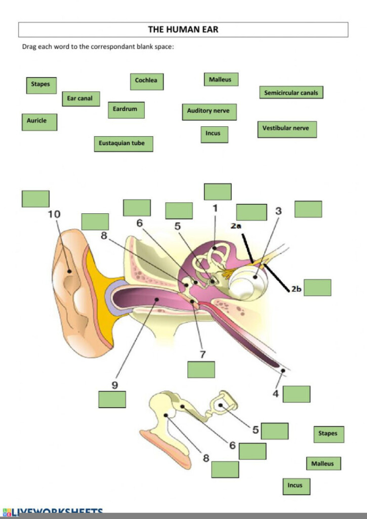The Human Ear Worksheet Anatomy Worksheets