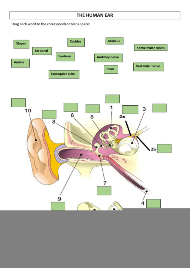 The Human Ear Worksheet Anatomy Worksheets