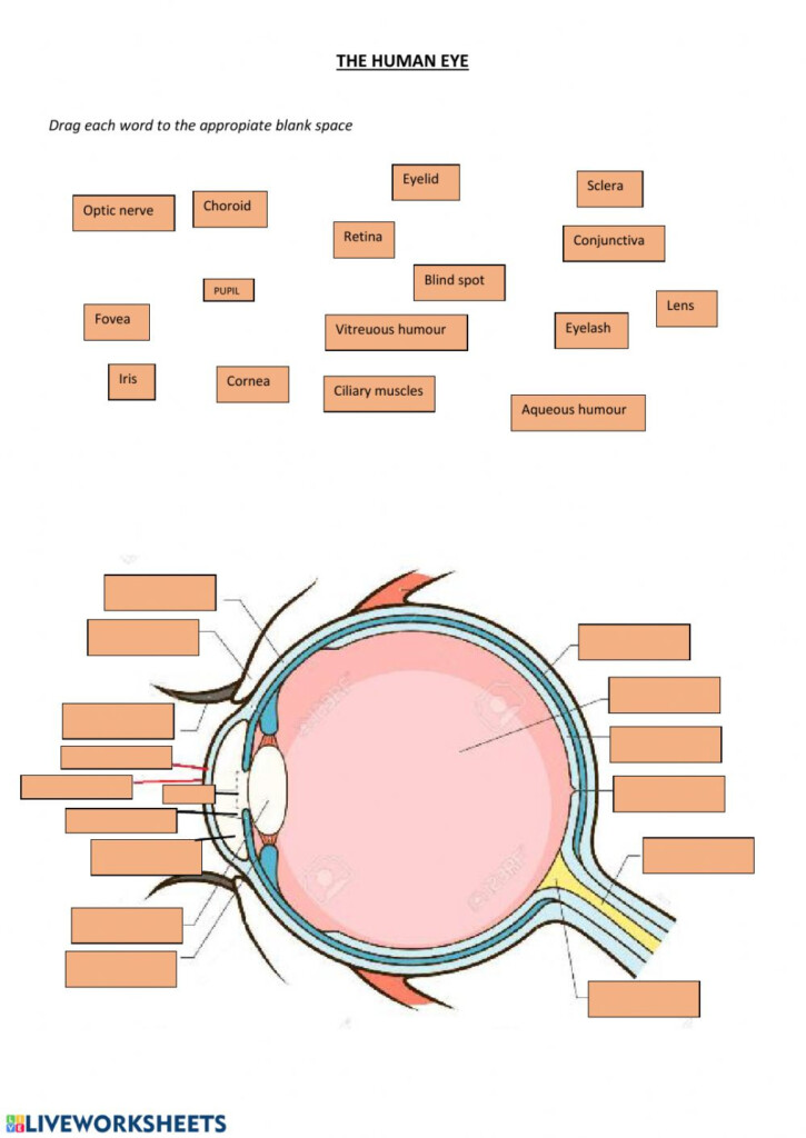 The Human Eye Worksheet Anatomy Worksheets