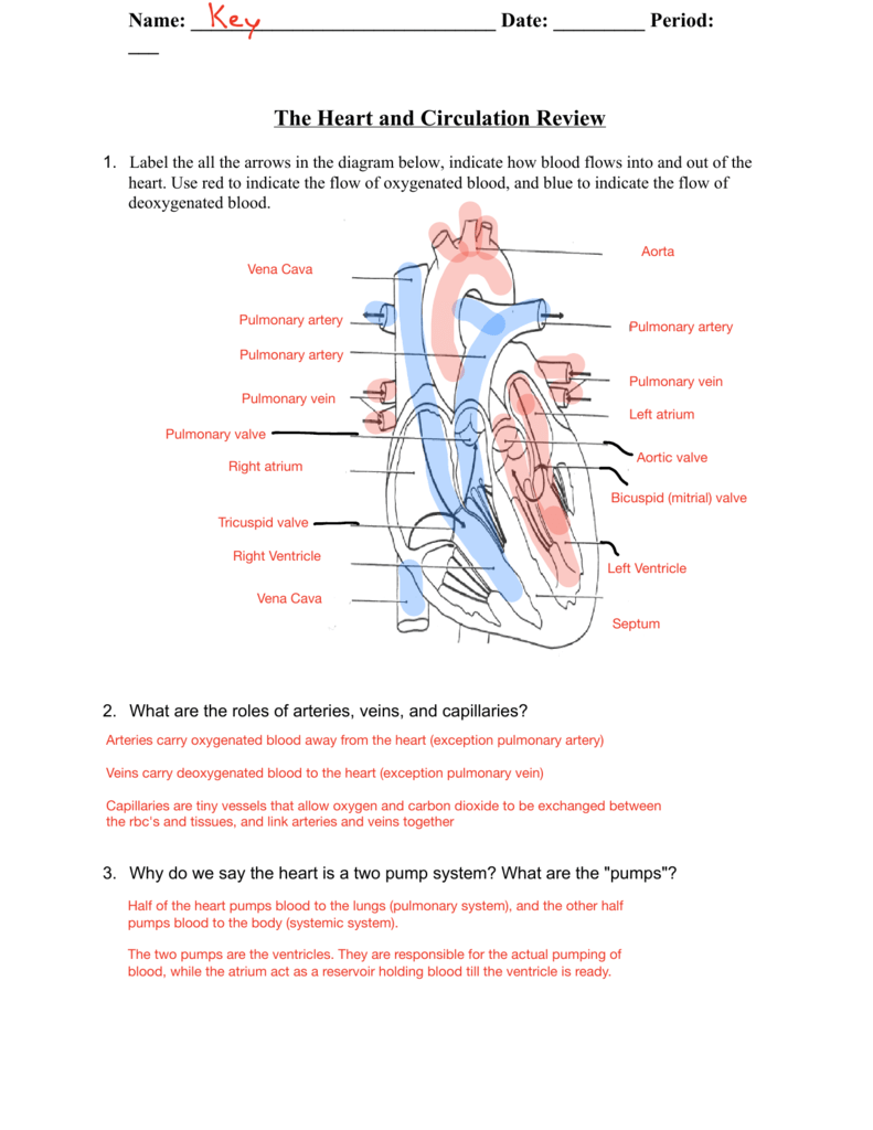 The Human Heart Anatomy And Circulation Worksheet Answer Key Anatomy 