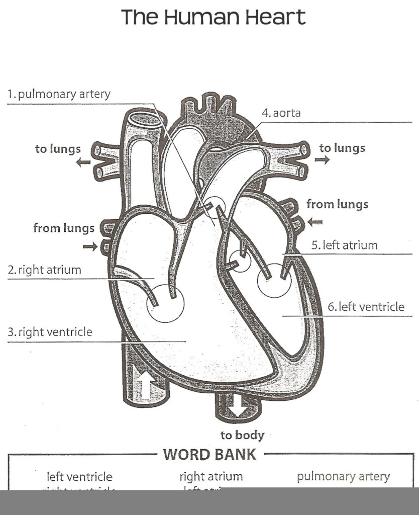 The Human Heart Anatomy And Circulation Worksheet Key Anatomy Worksheets