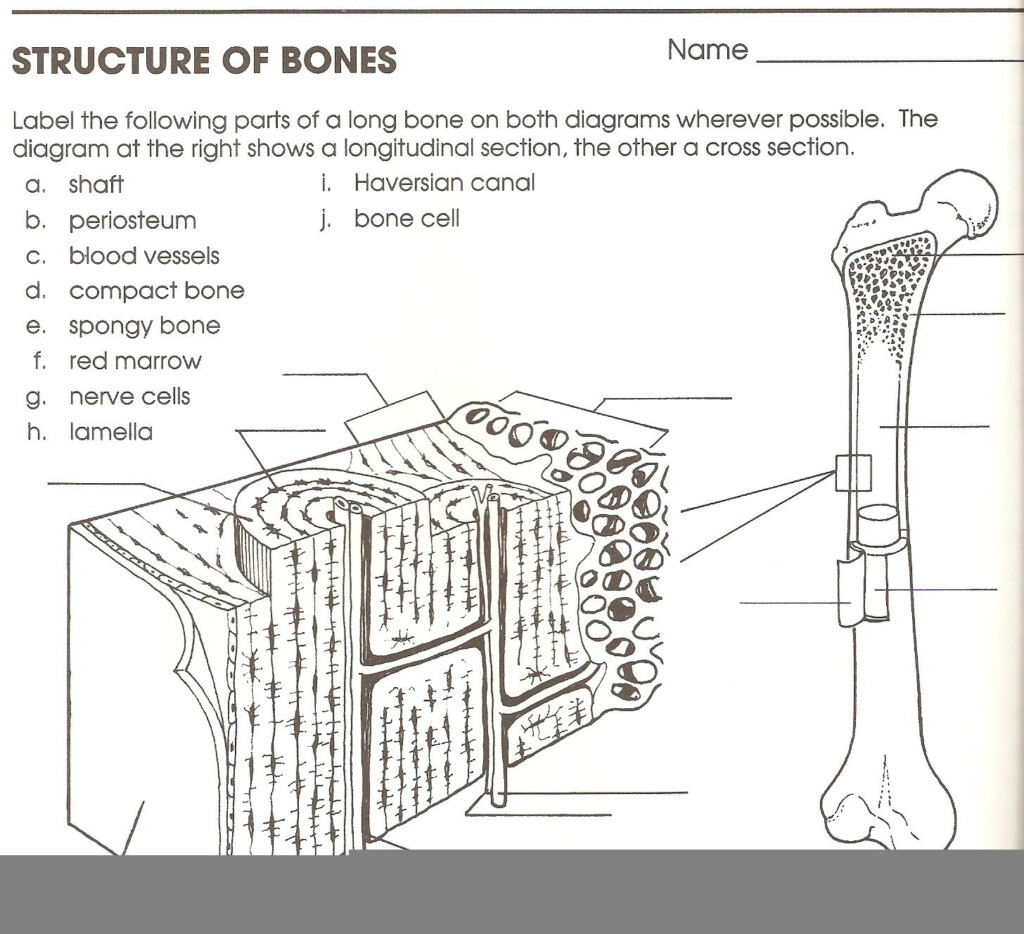 The Internal Anatomy Of A Bone Worksheet Answers Anatomy Worksheets