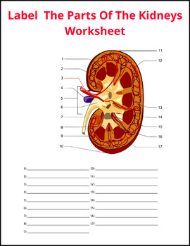 The Kidneys Diagrams Worksheet The Kidneys Of The Body Coloring Labeling
