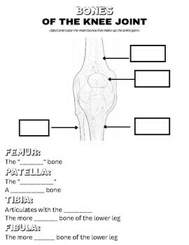 The Knee Joint An Interactive Coloring Guide To Basic Anatomy TPT
