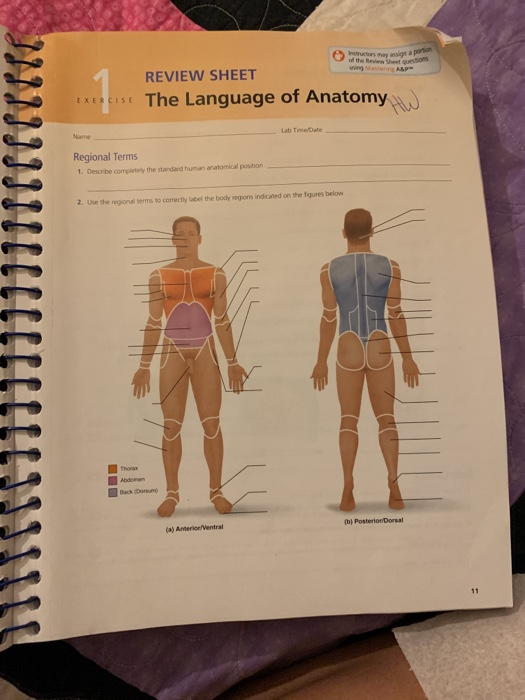 The Language Of Anatomy Worksheet Anatomy Worksheets