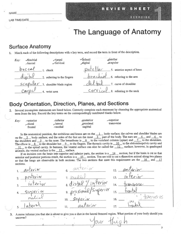 The Language Of Anatomy Worksheets Answer Key Printable Worksheets