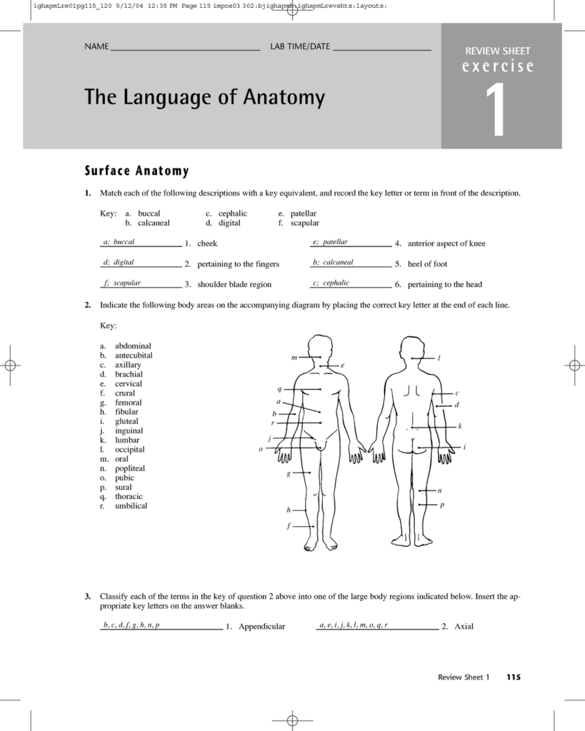 The Language Of Anatomy Worksheets Answers Printable Worksheets