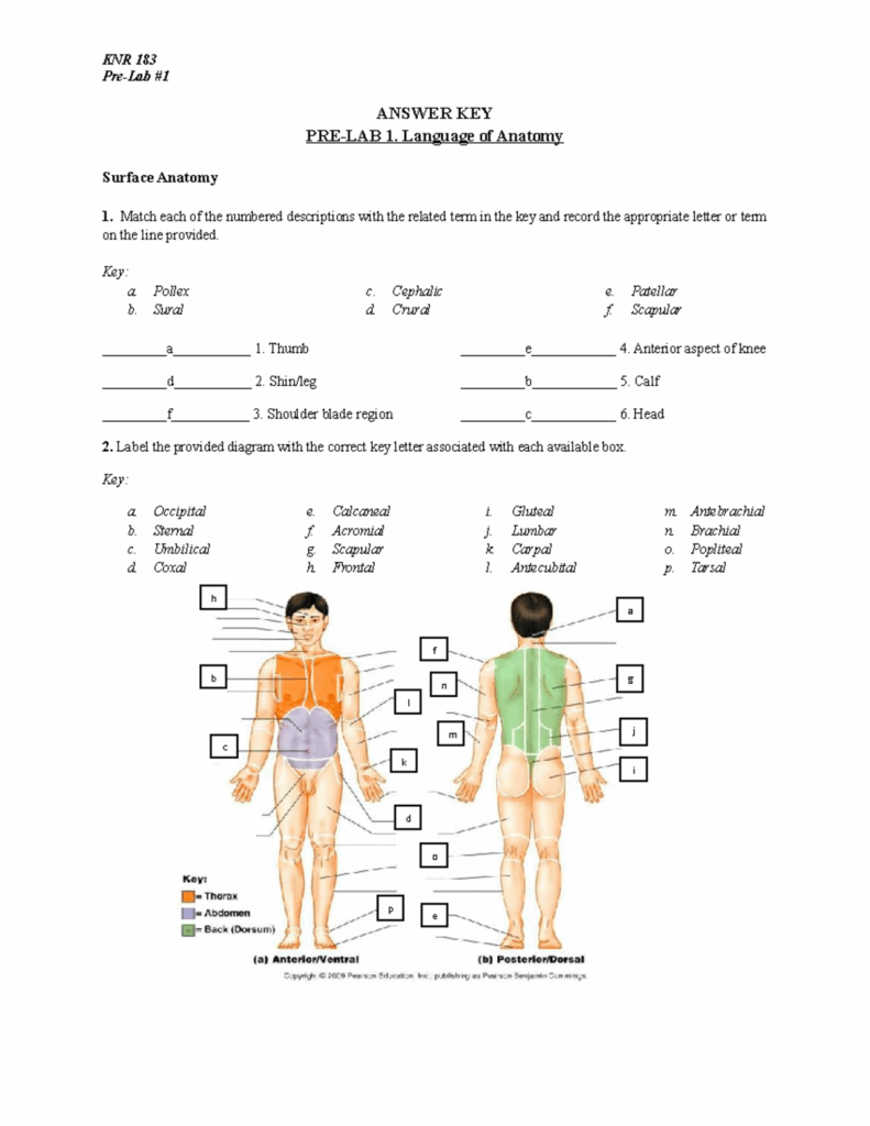 The Language Of Anatomy Worksheets Free Printable Worksheet