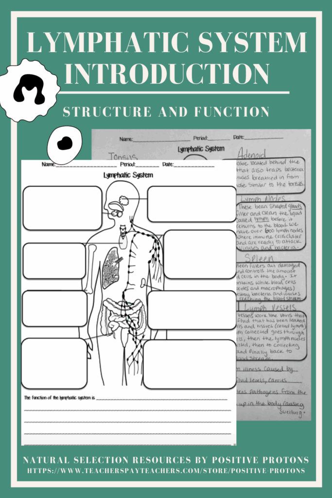The Lymphatic And Immune Systems Worksheet