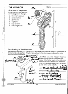 The Nephron Worksheet