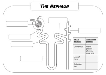 The Nephron Worksheet By Learnwithlaura TPT