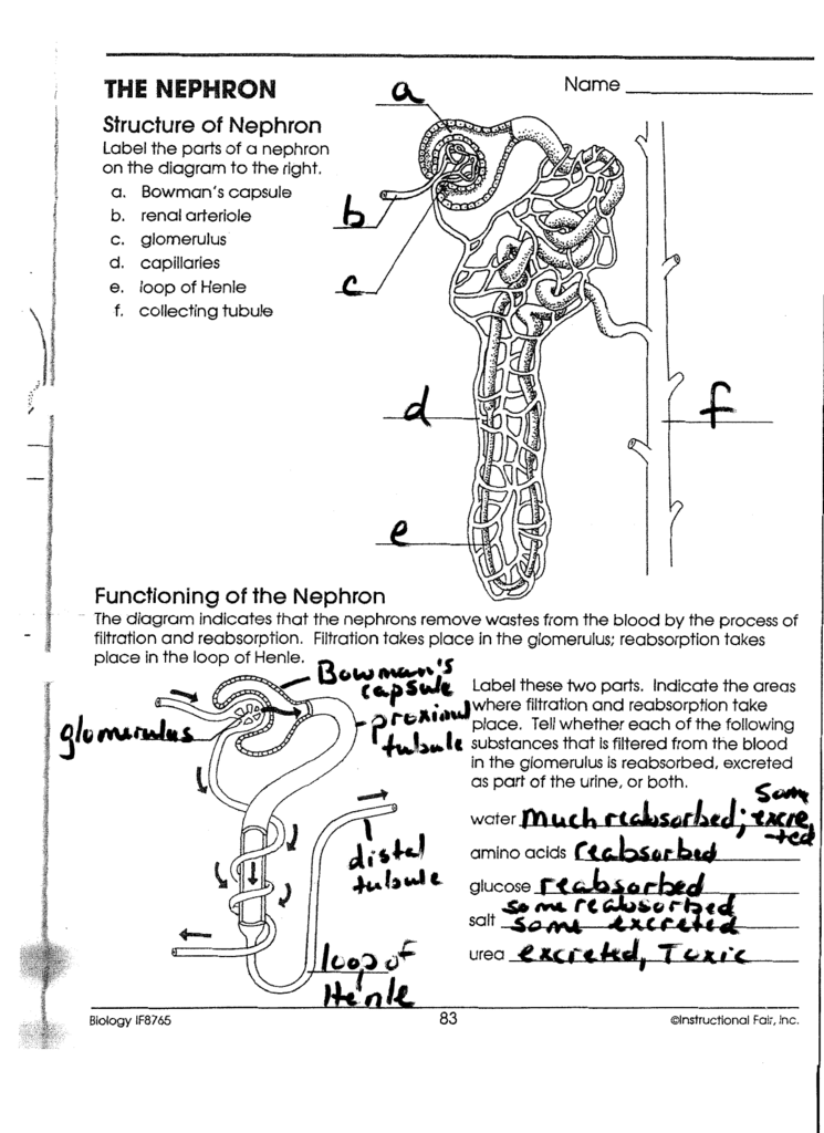 The Nephron Worksheet