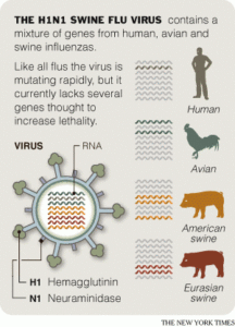 The New York Times gt Health gt Image gt The H1N1 Swine Flu Virus