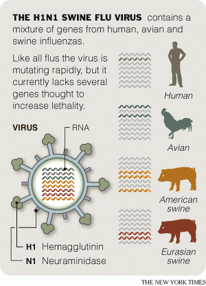 The New York Times gt Health gt Image gt The H1N1 Swine Flu Virus