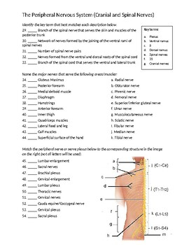 The Peripheral Nervous System Worksheet Cranial And Spinal Nerves 
