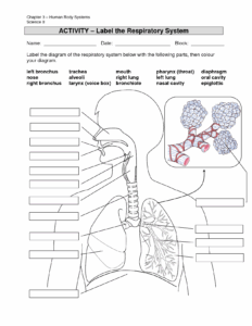 The Respiratory System Answer Key
