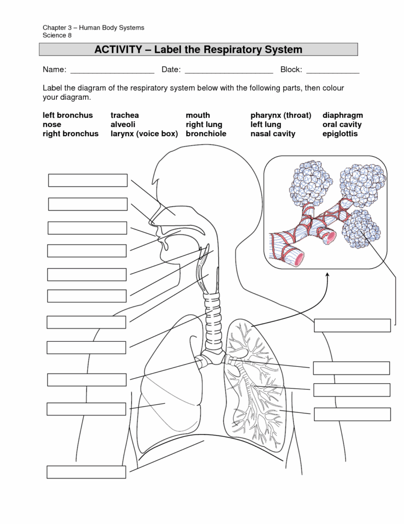 The Respiratory System Answer Key
