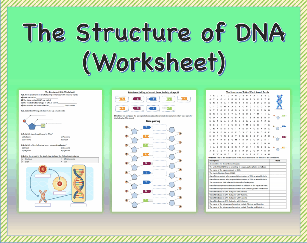 The Structure Of DNA Worksheet Printable And Distance Learning 