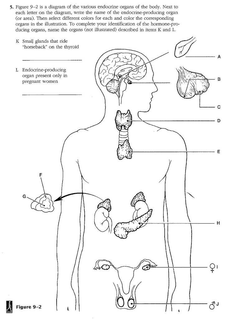 The Ultimate Guide To The Chapter 9 Endocrine System Worksheet Answer 