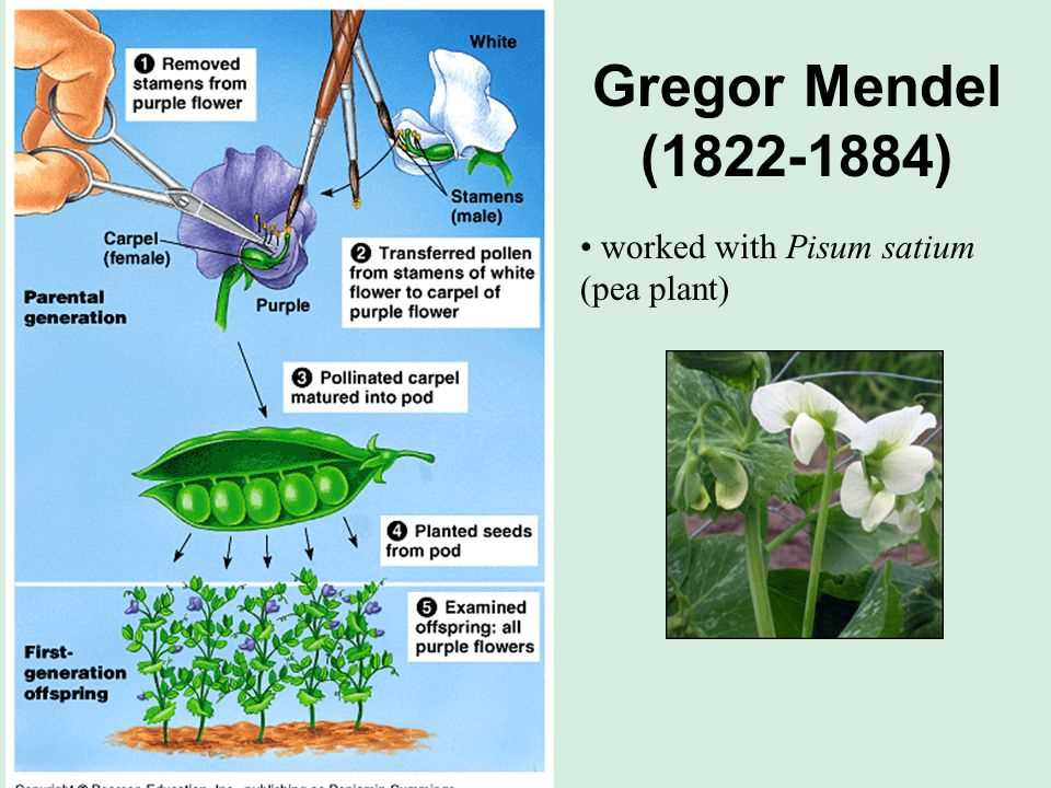 The Unveiling Of Gregor Mendel 39 s Genetics Worksheet Answer Key 