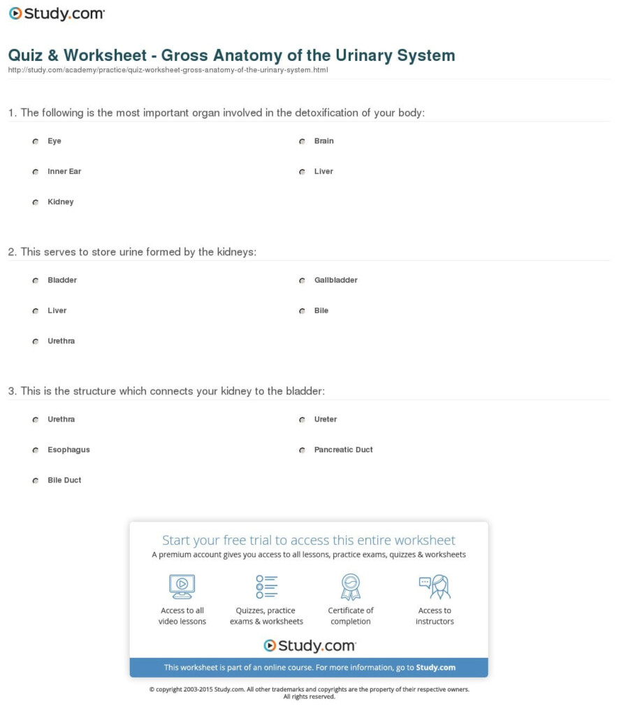 The Urinary System Anatomy Review Worksheet Answers Anatomy Worksheets