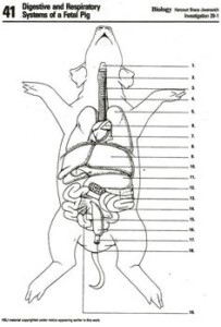 This Worksheet Serves As A Guide For Dissecting The Fetal Pig Which