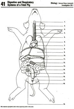 This Worksheet Serves As A Guide For Dissecting The Fetal Pig Which 