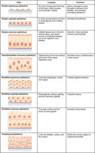 Tissue Worksheet Anatomy Answers Anatomy Worksheets