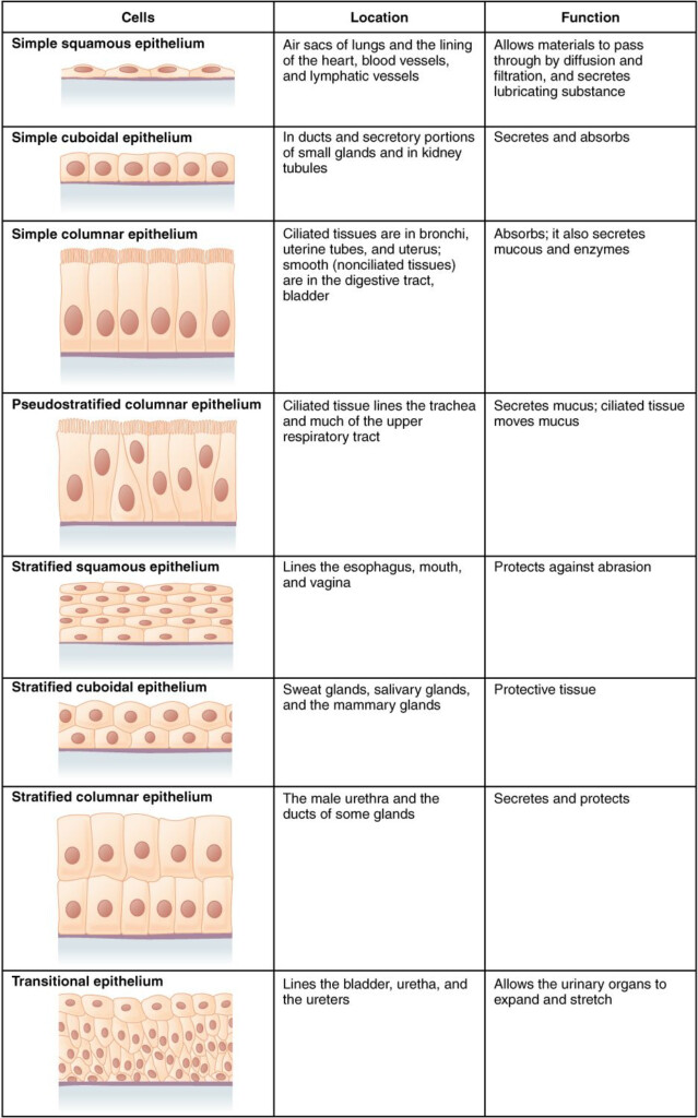 Tissue Worksheet Anatomy Answers Anatomy Worksheets