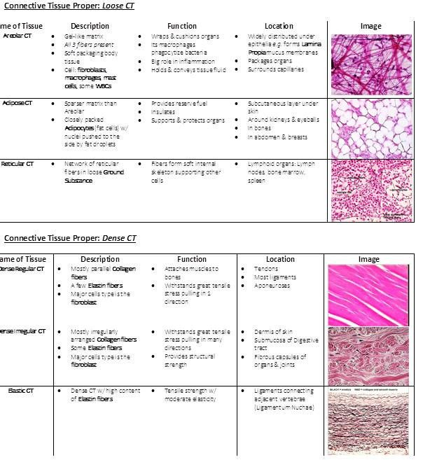 Tissue Worksheet With Answers Anatomy Worksheets