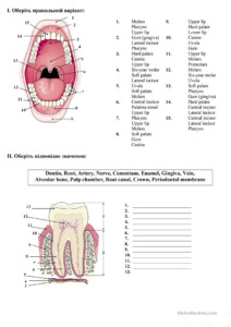 Tooth Anatomy Worksheet Anatomy Worksheets