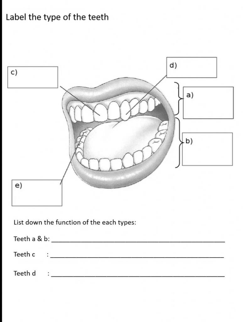 Tooth Anatomy Worksheet Anatomy Worksheets