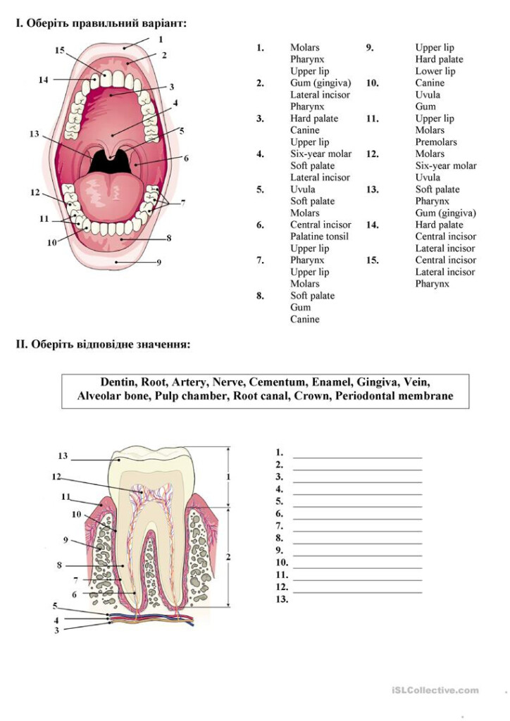 Tooth Anatomy Worksheet Anatomy Worksheets