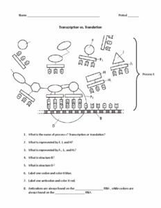 Transcription And Translation Worksheet Answer Key