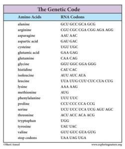 Transcription And Translation Worksheet Answers What Is The Primary