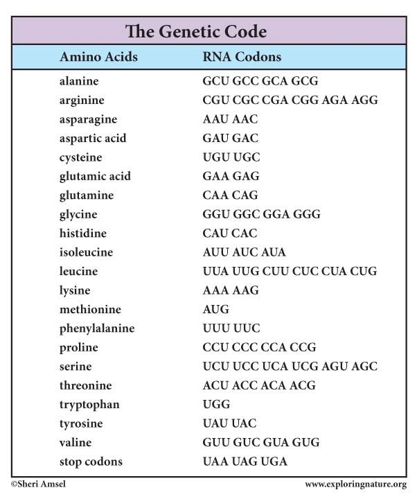 Transcription And Translation Worksheet Answers What Is The Primary