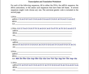 Transcription And Translation Worksheet For Each Of The Following