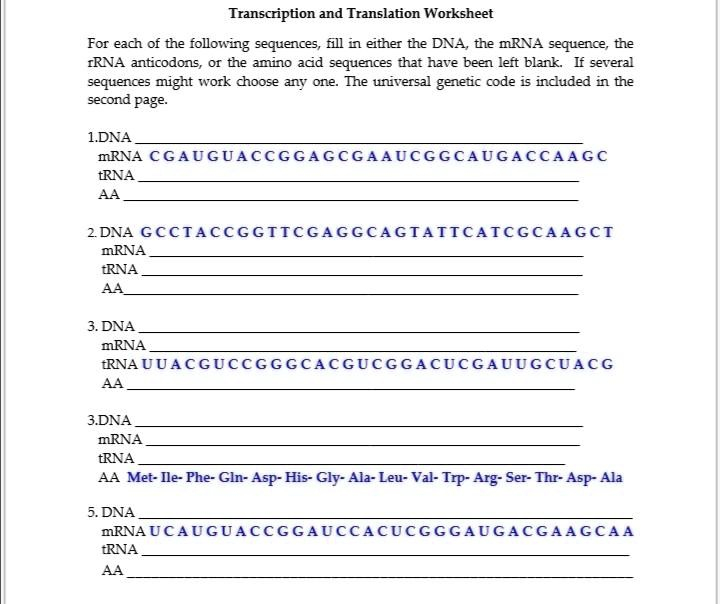 Transcription And Translation Worksheet For Each Of The Following 