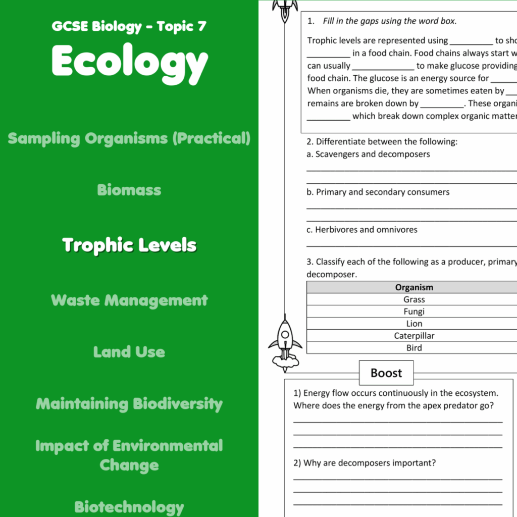 Trophic Levels Home Learning Worksheet GCSE Rocketsheets co uk