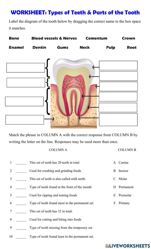 Types Of Teeth Worksheet Pdf