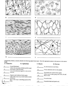 Types Of Tissues Worksheet Answers Student Anatomy And Physiology