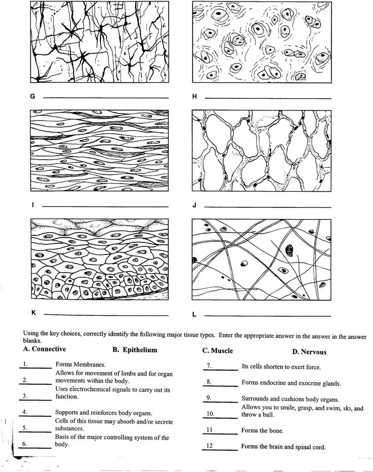Types Of Tissues Worksheet Answers Student Anatomy And Physiology