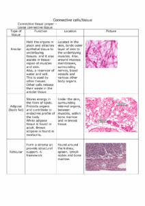 Types Of Tissues Worksheet Explore The Diversity Of Biological Tissues