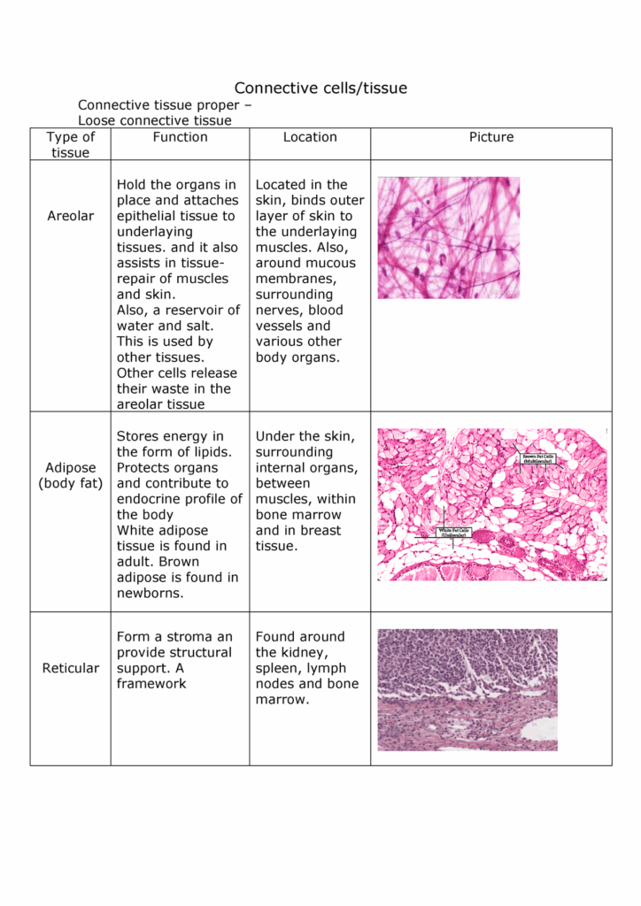 Types Of Tissues Worksheet Explore The Diversity Of Biological Tissues