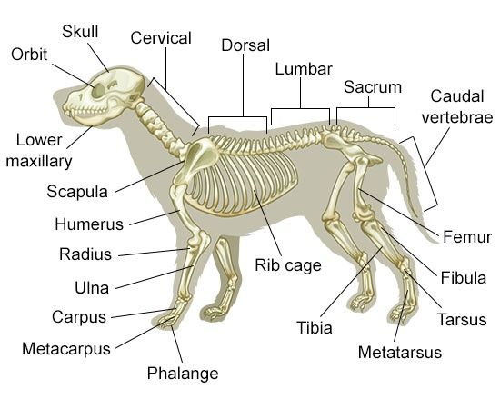 Understanding Dog Anatomy With Labeled Diagrams Dog Anatomy Vet 
