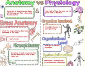 Unit 1 1 Anatomy Vs Physiology TPT